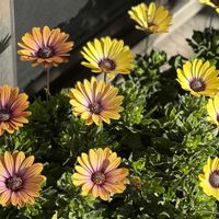 オステオスペルマム,コンテナガーデン,成長記録,バルコニー/ベランダの画像