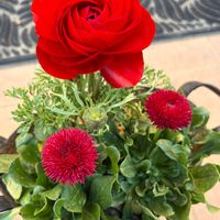 ラナンキュラス,ビオラ,デイジー,プリムラ　ジュリアン,金魚草の画像