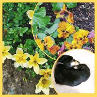 ビデンス,ビオラタイガーアイ　イエロー,お出かけ先にて,明日はきっと良い日になる,ワクワクの花たちの画像