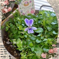 パンジー・ビオラ,ローダンセマム,ビオラ フルーレット,ローダンセマム リルピンク,極小輪ビオラ フルーレットの画像