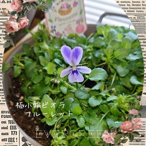パンジー・ビオラ,ローダンセマム,ビオラ フルーレット,ローダンセマム リルピンク,極小輪ビオラ フルーレットの画像