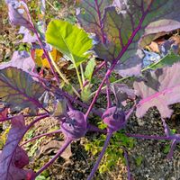 コールラビ,コールラビ,コールラビ✨,コールラビの栽培の画像