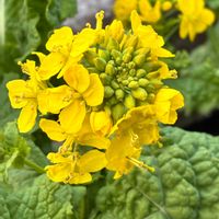 菜の花,菜の花,癒し,通り道,花のある暮らしの画像