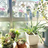 ムスカリ,ガーデニング,室内ガーデニングの画像