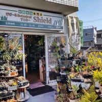 多肉植物,ウラボシ科,ビカクシダ属,食中植物,塊根の画像