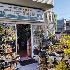 多肉植物,ウラボシ科,ビカクシダ属,食中植物,塊根の画像