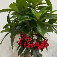 マンリョウ,今日の１枚,花のあるくらし,お出かけ先の画像