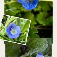 オオイヌノフグリ,星の瞳,山野草,ブルーの花,野の花の画像
