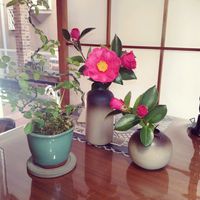 ミニ盆栽,インテリア,デスク,和室の画像