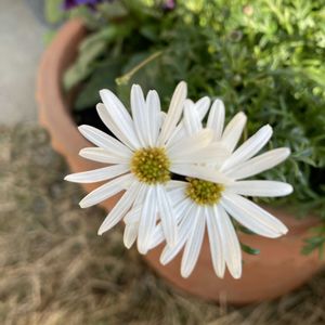 横浜セレクション フレアーブルー,ブラキカム  スープリーム ホワイト,寄せ植え,小さな花,白い花の画像