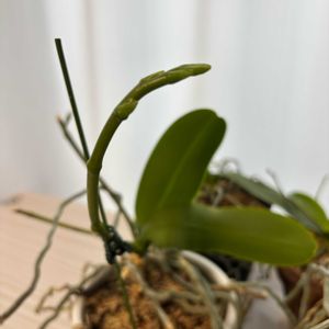 胡蝶蘭,花のある暮らし,ありがとう♡,育てる楽しみ,新芽・発芽・花芽の画像