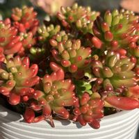 カランコエ,カランコエ,カランコエ,サボテン,虹の玉の画像