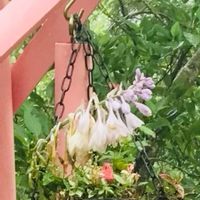 ギボウシ,花のある暮らし,外出先,静かな時間,ハンギング・バスケットの画像