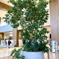 ポトス,セローム,セローム,ベンジャミン,ベンジャミンの画像