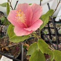 ハイビスカス,ミカン,原種シクラメン,原種シクラメン コウム,原種シクラメン エレガンスの画像