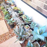 アロエ,アガベ,ディッキアの画像