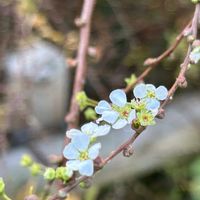 オキザリス,オキザリス,クリスマスローズ,クリスマスローズ,ユキヤナギの画像