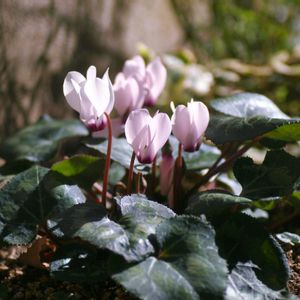 ガーデンシクラメン・ジャドール,軒下,こぼれダネ,✨ガーデンシクラメンの画像