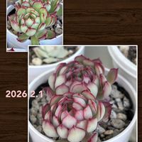 セダム,ルベンス,カレン,エケベリア　オラクル,紅葉する多肉の画像