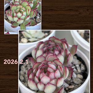 セダム,ルベンス,カレン,エケベリア　オラクル,紅葉する多肉の画像