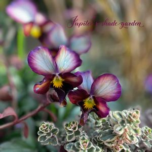 パンジー・ビオラ,ヌーヴェル・ヴァーグ,江原ビオラヌーヴェルヴァーグ～すみれの革命～,寄せ植え,ナチュラルガーデンの画像