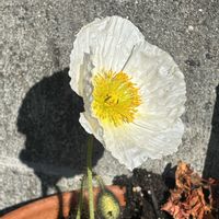 ポピー,白い花,借り住まいにての画像