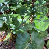 ツワブキの画像