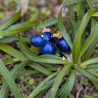 福寿草,GSのみなさんに感謝♡,龍の髭,平和を願う,注意喚起（不審コメント）の画像