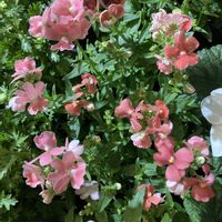 ネメシア,ネメシア,綺麗✨,花ぶら散歩の画像