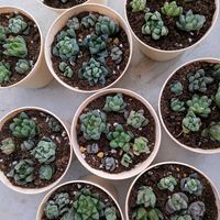 多肉植物,かわいい,多肉棚,三重県,松阪市の画像