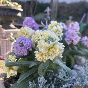 オキザリス,ガーベラ,ストック,切り花,お庭の画像