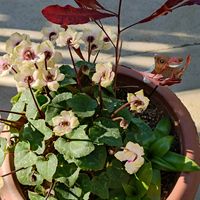 オーニソガラム,シクラメン,オーニソガラム ダビウム,鉢植え,癒しの画像