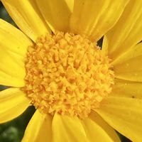 ユリオプスデージー,ユリオプスデージー,公園,花壇,ガーデニングの画像