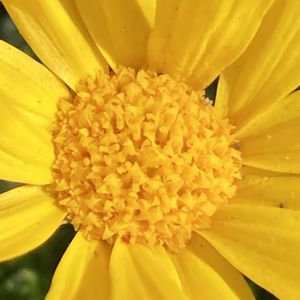 ユリオプスデージー,ユリオプスデージー,公園,花壇,ガーデニングの画像