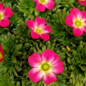 雲間草,山野草,収穫,冬の花,道の駅の画像