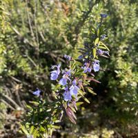 ローズマリーの画像