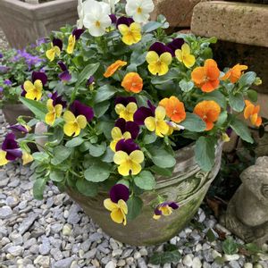 ブラキカム,ミニバラ,ビオラの画像