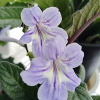 ストレプトカーパス,ストレプトカーパス種まきっ子,花のある暮らし,イワタバコ科,北海道からの画像