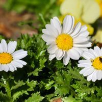 ノースポール,小菊,カンシロギク,キク科,可愛いお花の画像