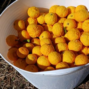 柚子,トゲトゲ,強剪定の画像