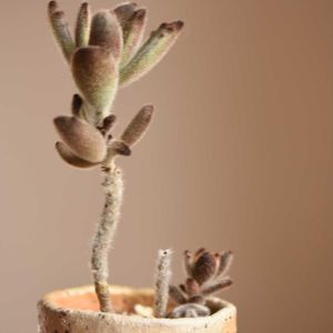 シナモン,チョコレートソルジャー,多肉植物,カランコエ属,植中毒の画像