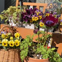 リュウキンカ,花のある暮らし,GSに感謝。,#PW,花友さんに感謝❤️の画像