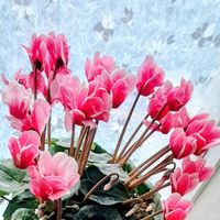 シクラメン,ナデシコ,ガーデンシクラメン,ピンク色の花,ナデシコ♪の画像