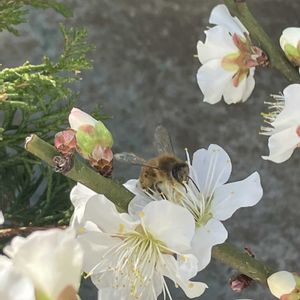 ウメ,梅盆栽,うめ,梅(うめ),梅 (白梅)の画像