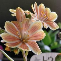 レウィシア,レウィシア,日曜ビタミンカラー♪の画像