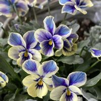 神戸べっぴんさんビオラ,ガーデニング,花のある暮らし,ビオラ・パンジー,お花は癒しの画像