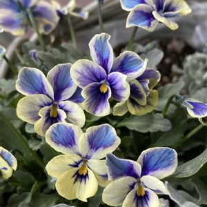神戸べっぴんさんビオラ,ガーデニング,花のある暮らし,ビオラ・パンジー,お花は癒しの画像