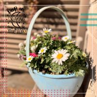 ノースポール,花の寄せ植えの画像