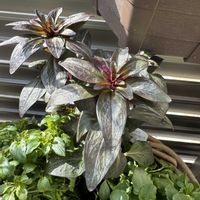 金魚草,キンギョソウ　ミニチェリーコーラ,ベランダガーデニング,ベランダの画像