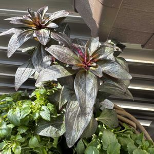 金魚草,キンギョソウ　ミニチェリーコーラ,ベランダガーデニング,ベランダの画像